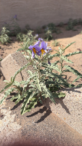 silverleaf nightshade