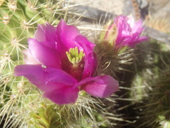 Echinocereus ledingii