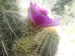 Echinocereus ledingii