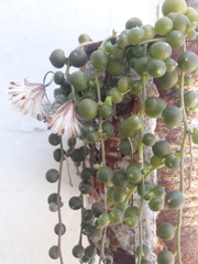 Curio rowleyanus