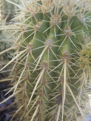 Echinocereus ledingii