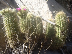 Echinocereus ledingii