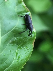 Nespilobaris nipponica