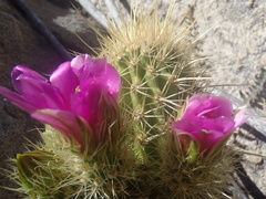 Echinocereus ledingii