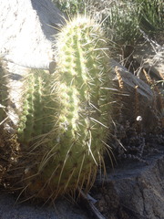 Echinocereus ledingii