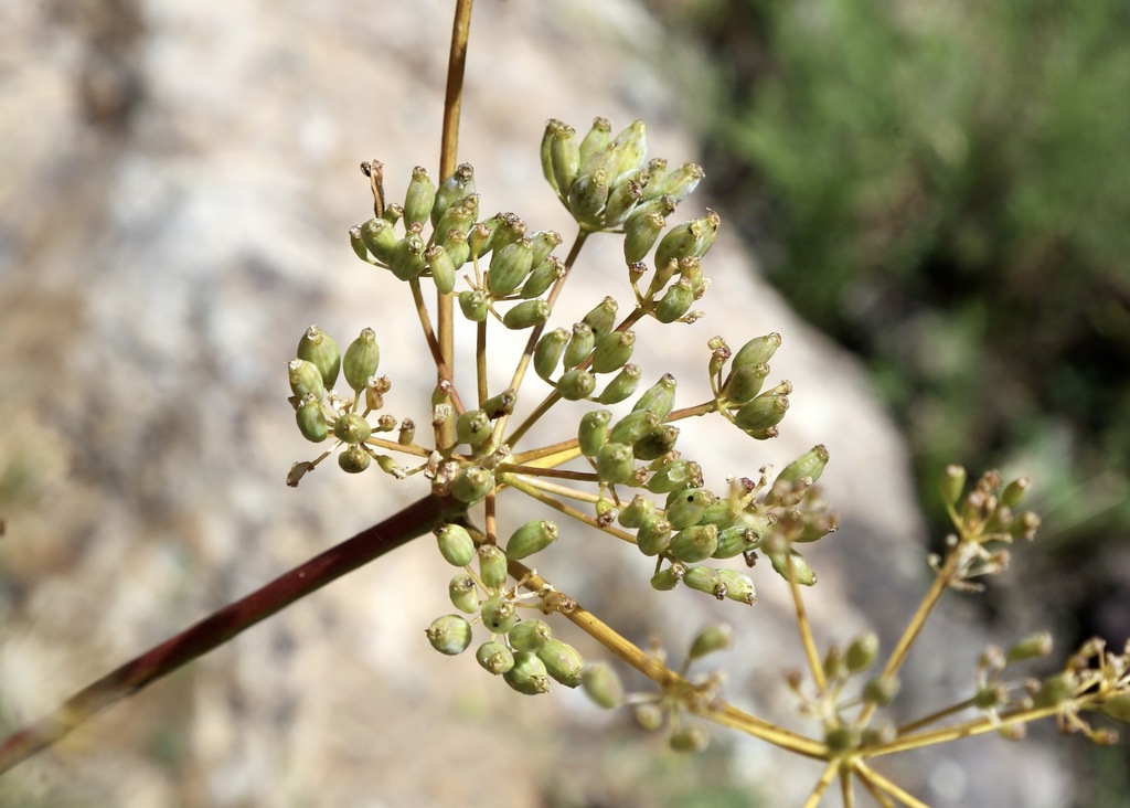 Ferula penninervis