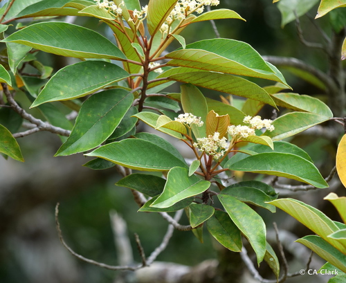 Alphitonia carolinensis observed 2020-03-23