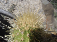 Echinocereus ledingii