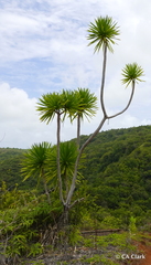 Dracaena multiflora