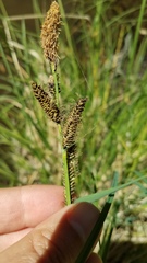 Carex nudata