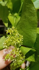 Smilax californica