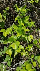 Smilax californica