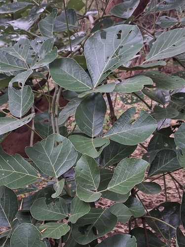 Butea monosperma, photograph 2