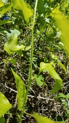 Smilax californica