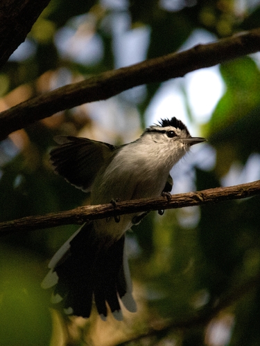 Black-capped Antwren