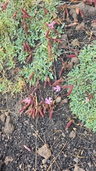 Saponaria sicula