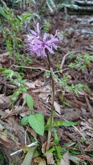 Heloniopsis orientalis