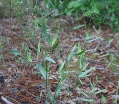 Dichanthelium scribnerianum