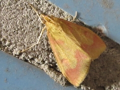 Ostrinia palustralis