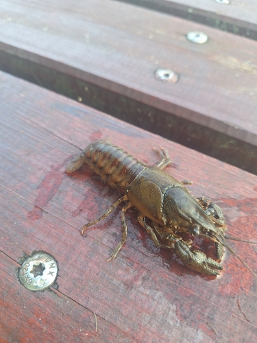Spinycheek Crayfish