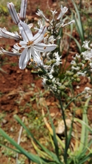 Asphodelus serotinus