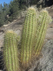 Echinocereus ledingii