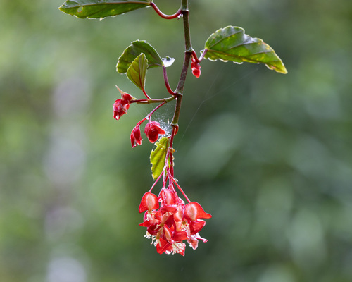Begonia radicans, photograph 4