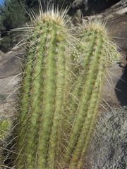Echinocereus ledingii