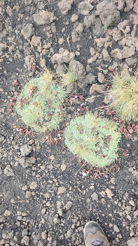 Saponaria sicula, photograph 2