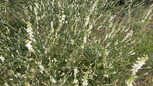 White Sweetclover