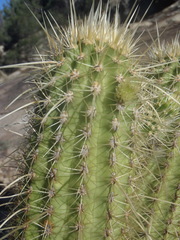Echinocereus ledingii