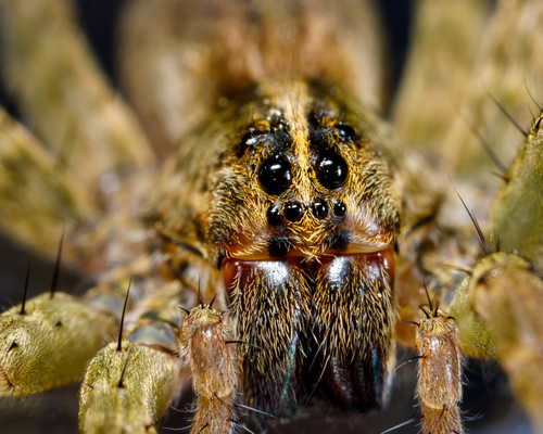 Wetland Giant Wolf Spider photo 5