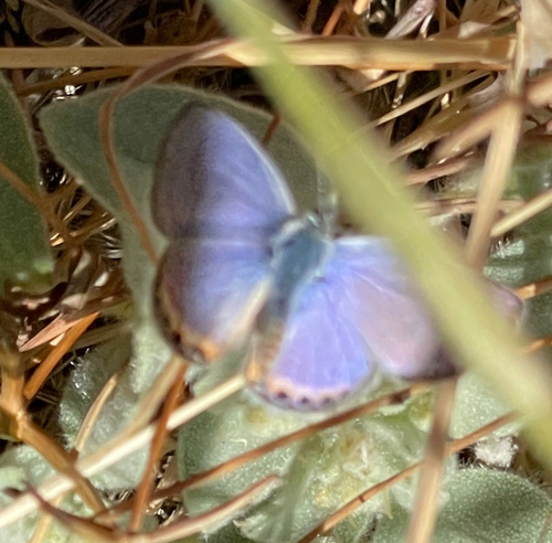 Acmon Blue seen in Sonoma Valley