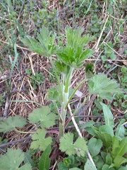 Delphinium retropilosum