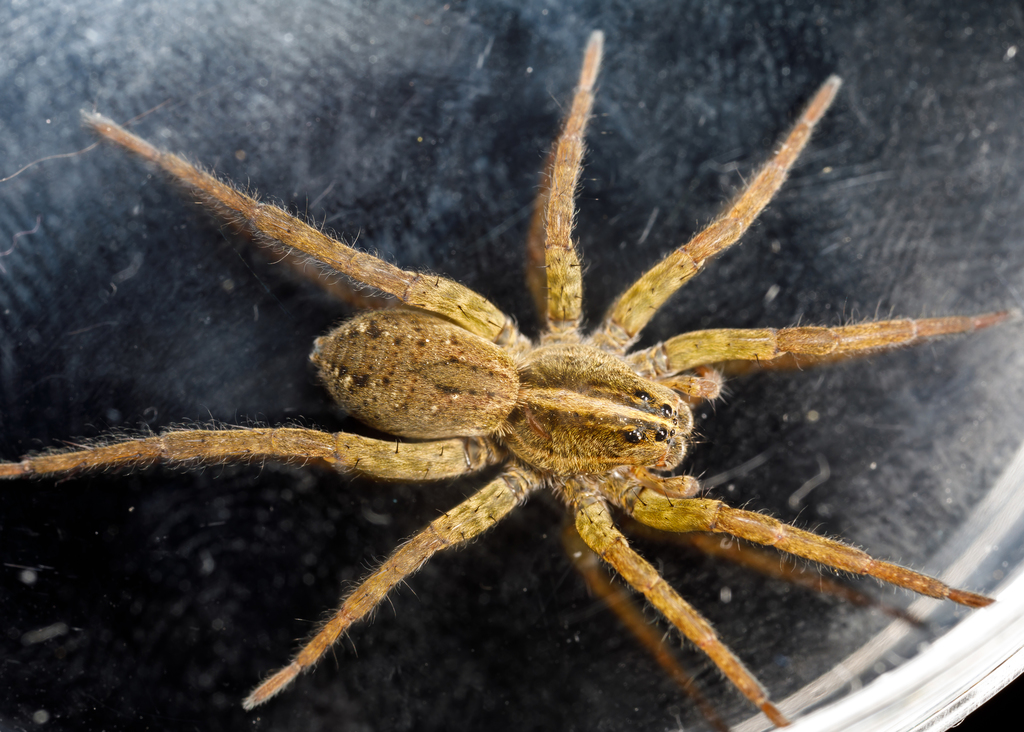 Tigrosa