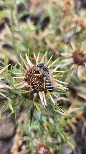 Giant Furrow Bee
