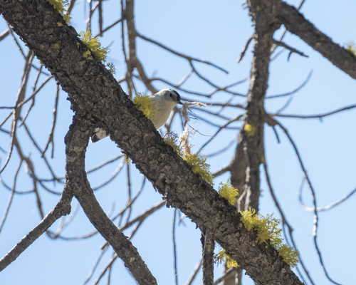 iNaturalist observation photo of White-breasted Nuthatch
