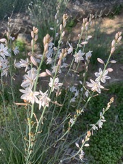 Asphodelus fistulosus