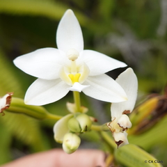 Spathoglottis