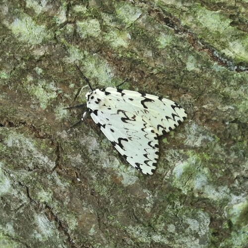 Black Arches