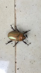 Pelidnota virescens