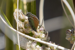 Callophrys mcfarlandi
