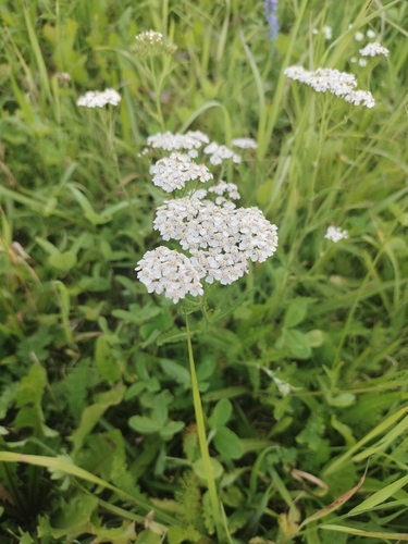 common yarrow