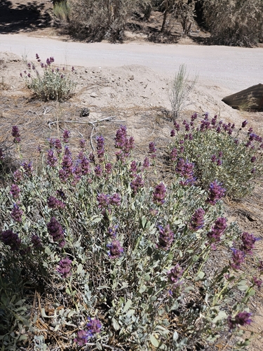 Salvia pachyphylla