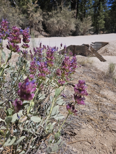 Salvia pachyphylla, photograph 2