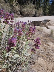 Salvia pachyphylla, photograph (c) average_plant_enjoyer, some rights reserved (CC BY)