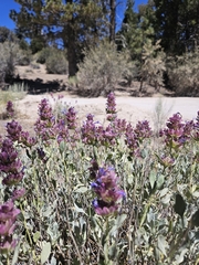 Salvia pachyphylla, photograph (c) average_plant_enjoyer, some rights reserved (CC BY)