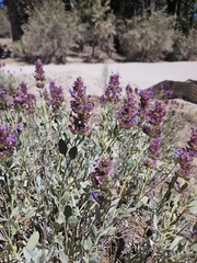 Salvia pachyphylla, photograph (c) average_plant_enjoyer, some rights reserved (CC BY)