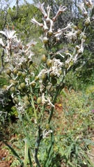 Asphodelus serotinus