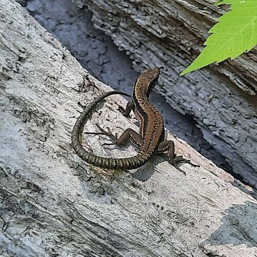 Common Wall Lizard